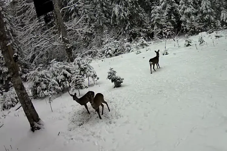 Imagini de basm din Apuseni! Trei căprioare superbe, surprinse în timp ce iau masa printre nămeți. Au primit hrană suplimentară după ultima ninsoare VIDEO