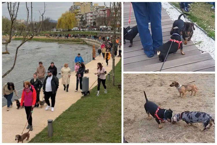 Plimbare inedită la Cluj! Zeci de căței teckel și stăpânii lor au defilat pe malurile Someșului! Micii blănoși au făcut spectacol - VIDEO/FOTO