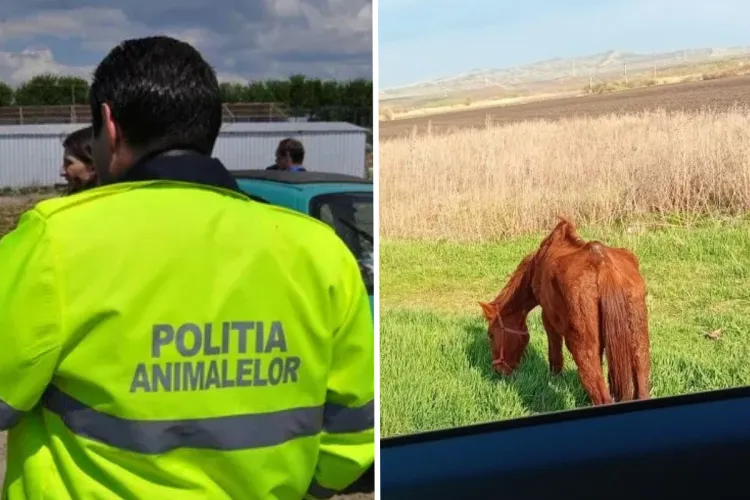 Cluj: Proprietarul calului cumplit de slab, legat de două zile pe un câmp din Jucu, identificat și sancționat de polițiști / Ce au constatat oamenii legii