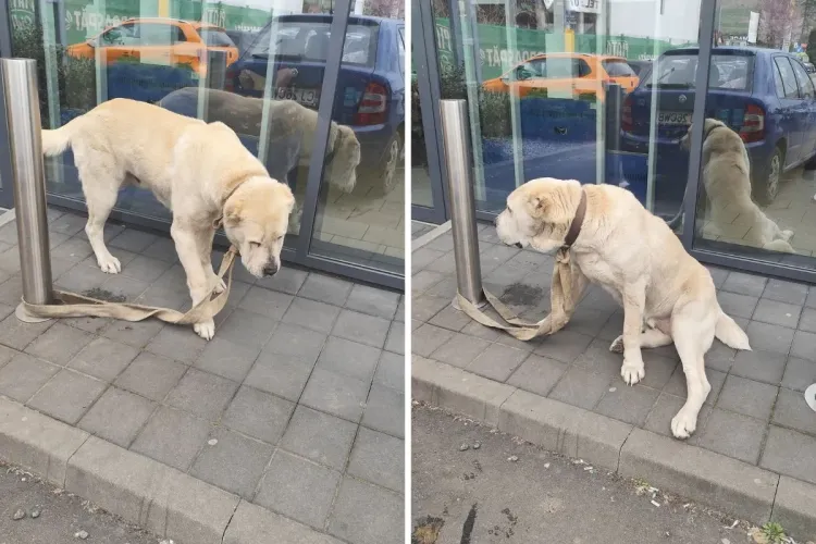 Ți se rupe inima! Un câine a fost legat de un stâlp și abandonat lângă un magazin din Cluj. Proprietarul l-a „recuperat” după 10 ore