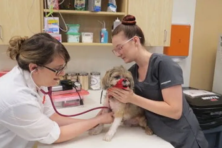  Cea mai cunoscută clinică veterinară din Cluj a fost cumpărată de fondatorul celei mai cunoscute firme de pariuri din România