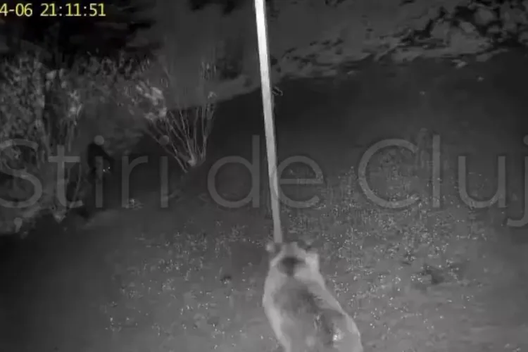 „Confruntare” nocturnă între un urs și un mistreț, în pădurile Clujului! Animalele sălbatice s-au întâlnit întâmplător în „goana” după mâncare VIDEO