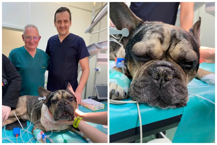 Premieră! Medicii de la UMF Cluj și veterinarii de la USAMV i-au implantat un stimulator cardiac lui Arni. Cățelușul a primit o nouă șansă la viață