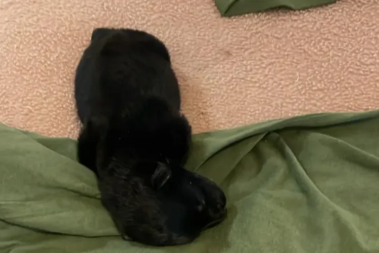 Ți se rupe inima! Un tânăr a încercat din răsputeri să salveze un cățeluș abandonat în ploaie pe o stradă din Cluj:  ,,O să mă gândesc mult la el”