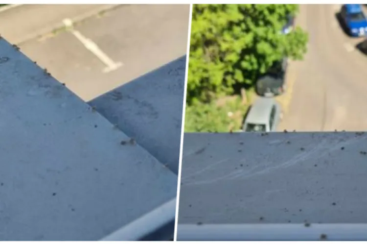 Disperare printre locatarii dintr-un cartier din Cluj-Napoca! Apartamentele clujenilor, sub asediul ploșnițelor urât mirositoare 