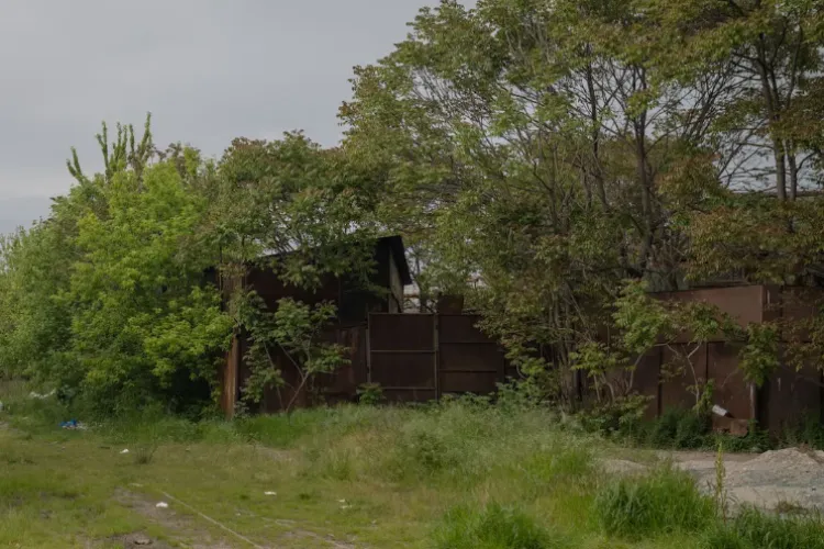 Grădina unui clujean s-a transformat într-o adevărată junglă! Vecinii sunt disperați: ,,Vin șoareci, șobolani și tot felul de târâtoare’’ 