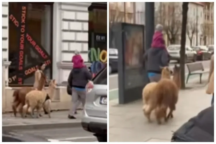 Să vezi și să nu crezi! Plimbare EXOTICĂ pe străzile din Cluj-Napoca. Clujenii au împărțit trotuarul cu două alpaca VIDEO 
