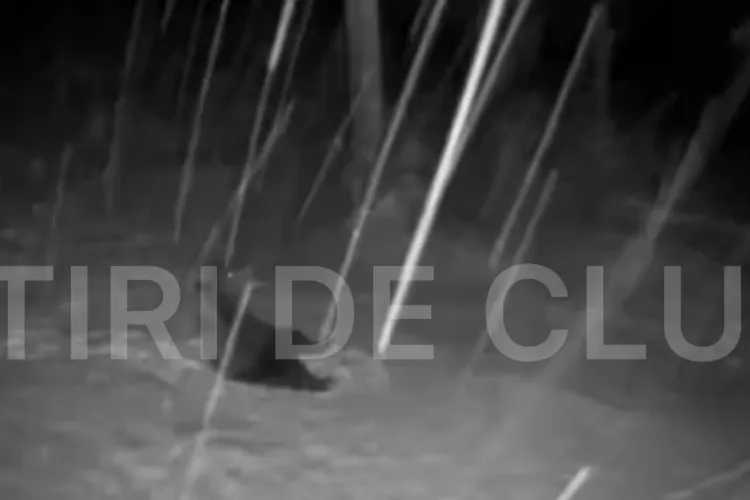 Imagini de o frumusețe rară! Urs ADORABIL filmat la joacă prin zăpadă, într-o pădure din Cluj - VIDEO 