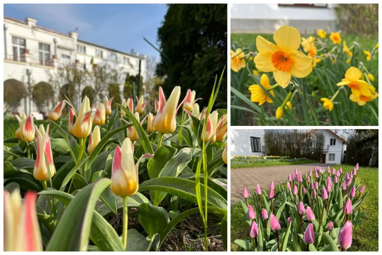 Magie de primăvară la Grădina Botanică din Cluj! Lalele, zambilele și narcisele au transformat aleile grădinii într-un colț de rai FOTO 