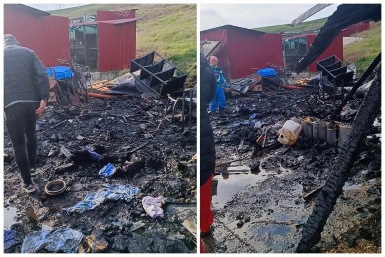 Cluj: Incendiul devastator de la adăpostul de câini din Viișoara a lăsat pagube însemnate! Orice donație ajută - FOTO 