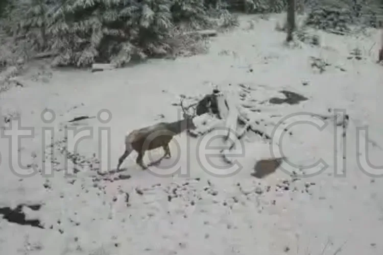 Un cerb de o frumusețe rară, surprins la plimbare printr-o pădure din Cluj. Își caută hrana prin troienele de zăpadă VIDEO
