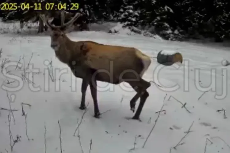 VIDEO. Moment magic într-o pădure din Cluj! Trei cerbi spectaculoși, surprinși în timp ce „defilează” prin nămeți / Imaginile sunt de poveste