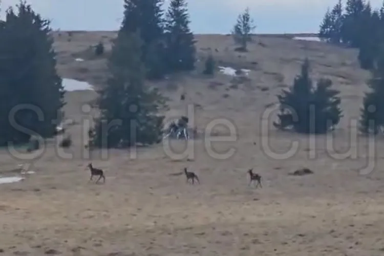 VIDEO Trio jucăuș din sălbăticie: Un cerb, o ciută și un vițel, atracțiile Parcului Natural Apuseni