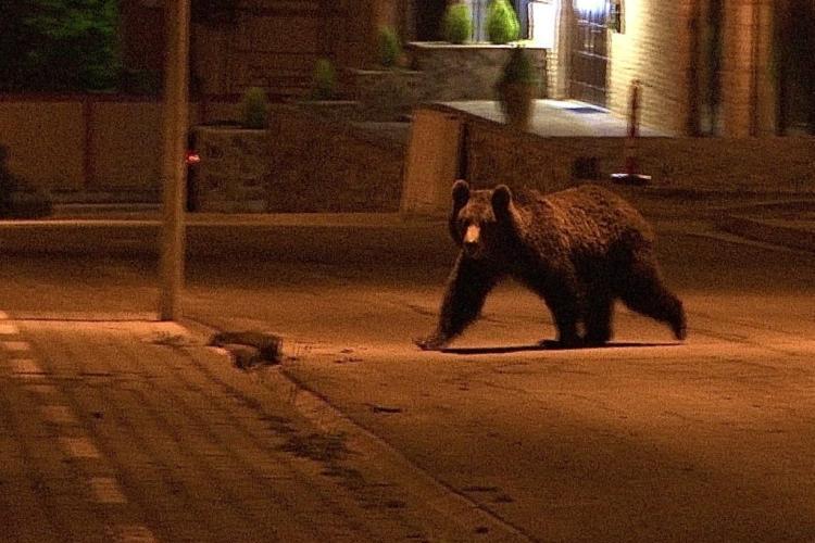Urs observat într-o comună din Cluj! A fost emis un mesaj RO-ALERT 