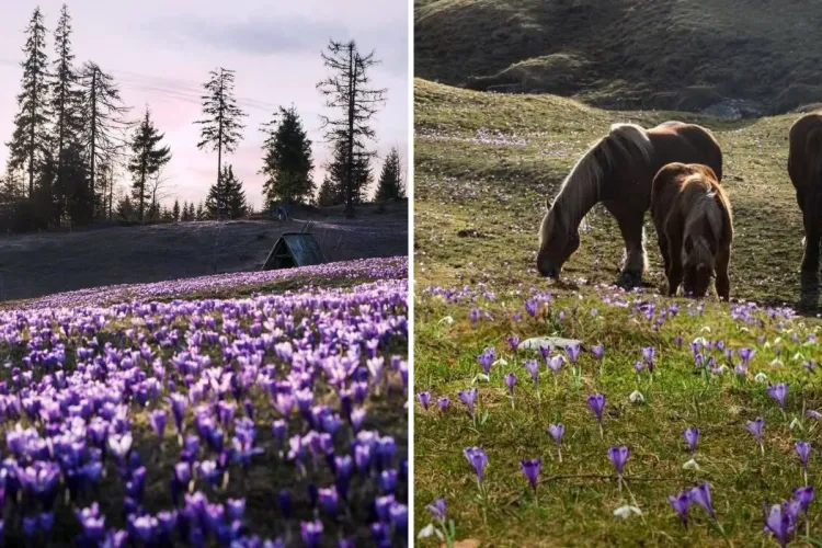 Paradisul mov din Apuseni poate fi admirat! Un sat aflat la 2 ore de Cluj s-a transformat într-un colț de rai plin de brândușe FOTO