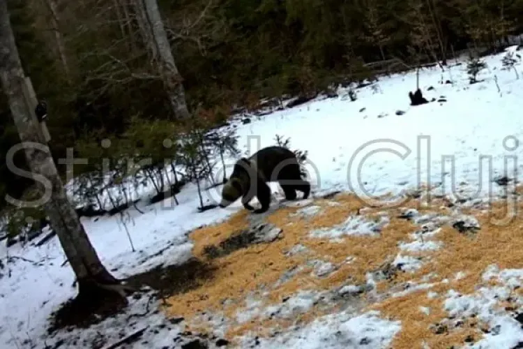VIDEO: „Baloo” de Apuseni a ieșit din bârlog! Urs spectaculos, filmat în pădurile din Cluj. A gustat din hrana căprioarelor, apoi s-a rostogolit în zăpadă