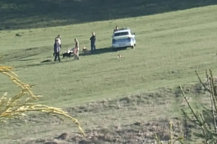 Anchetă în cazul femeii atacate de câinii de la o stână din Florești. Femeia a ajuns de urgență la spital, după ce a fost atacată de câini de talie mare