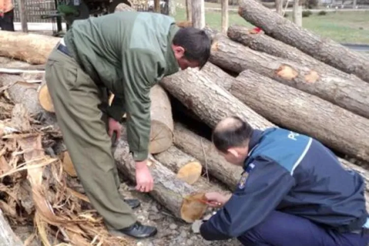 Mafia pădurilor din Cluj scapă din nou! N-a dat nimeni de urma hoților, iar procurorii spun că nu mai merită deranjul