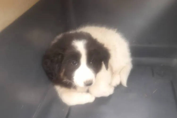 Cluj: Unii oameni n-au pic de suflet! Cățeluș, aruncat din mașină și abandonat: ,,Săracul s-a băgat sub o altă mașină de frică” FOTO VIDEO 