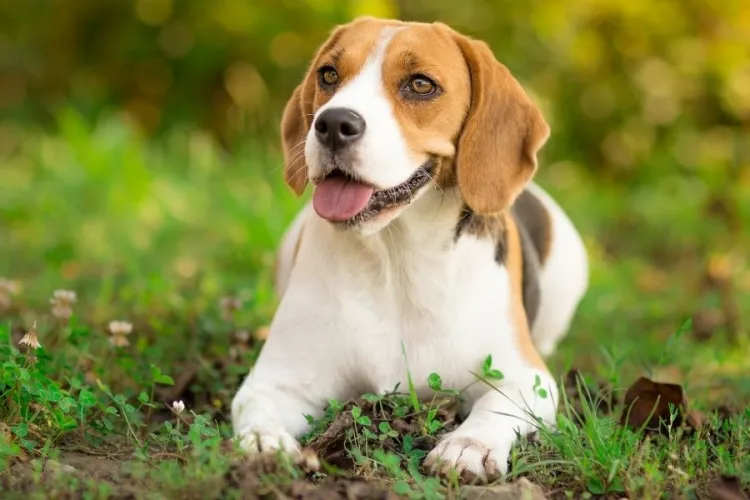 Fără pui nedoriți, fără abandon: Câinii cu stăpân din Huedin beneficiază de sterilizare gratuită