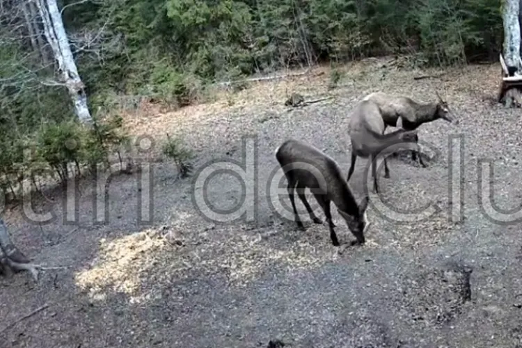 Spectacol al naturii într-o pădure din Cluj! Superbii cerbi și ciutele au ieșit la joacă. Imaginile sunt minunate - VIDEO 