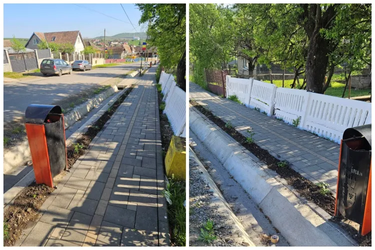 Am ajuns de rușinea lumii! Trandafirii plantați într-o comună din Cluj au fost furați. Dacă nu vin să-i plătească, hoții riscă să ,,devină vedete” FOTO 