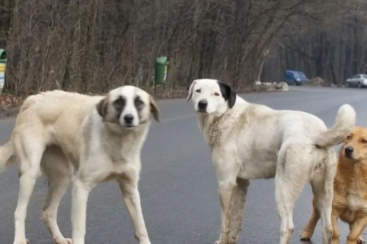 Teroare în Florești, Cluj! Un bărbat a fost atacat de ȘASE câini agresivi / Săptămâna trecută o femeie era să fie sfâșiată de animale: „E foarte periculos”