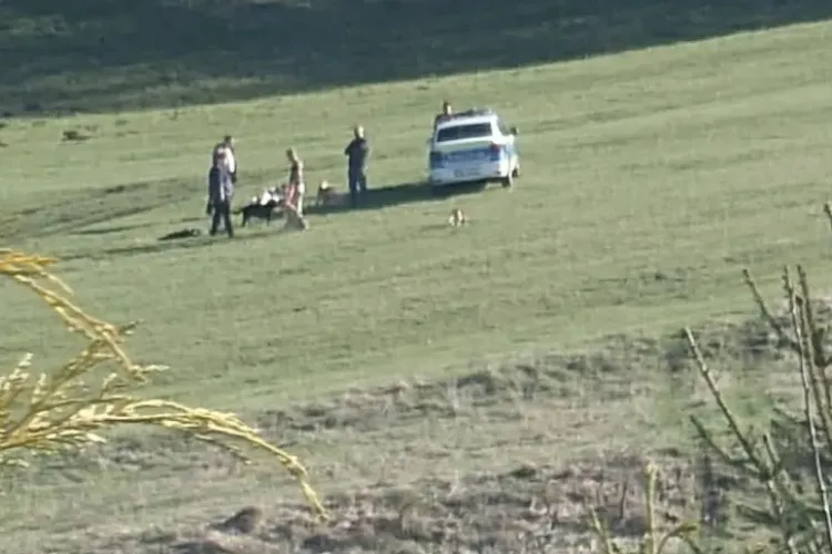 O clujeancă a fost mușcată de câinii de la o stână, din Florești, zona Dealul Cetății. În urma atacului, a fost transportată de urgență la spital