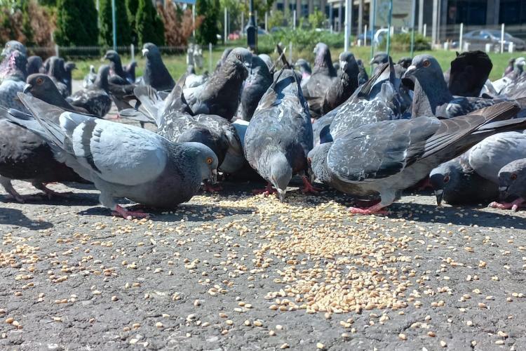 Parc din Cluj, transformat în focar de infecție din cauza porumbeilor! Clujenii s-au săturat de oamenii care îi hrănesc: ,,Cel mai mizerabil parc din Cluj”