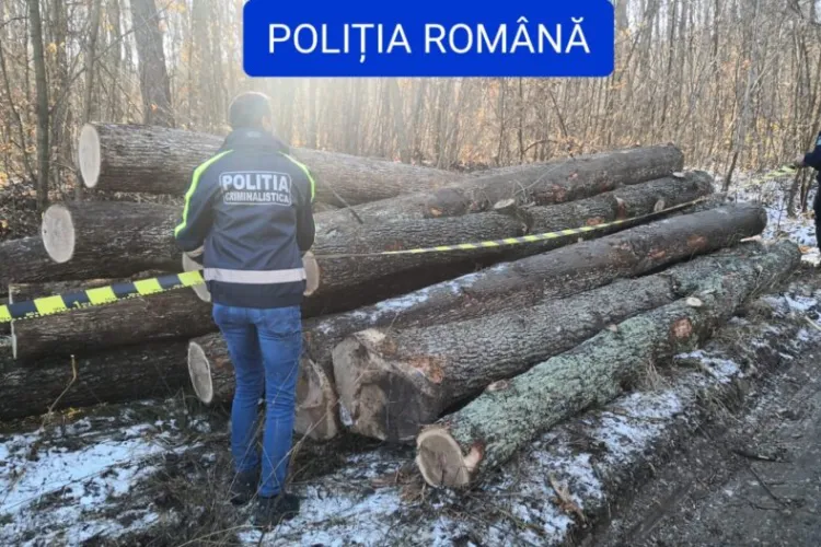 Pădurile Clujului, la mila hoților! Mafia lemnului scapă basma curată într-un nou dosar închis de magistrații clujeni / Ce cantitate s-a furat