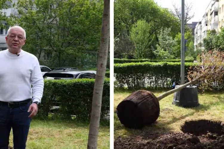 Clujul prinde rădăcini: Mii de arbori plantați în oraș! Primăria își propune să planteze 3.800 de arbori până în 2026