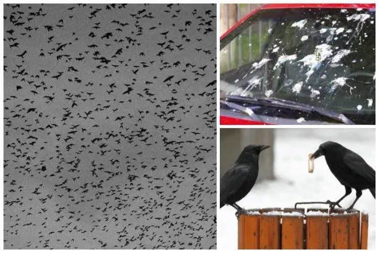 Ciorile terorizează locuitorii unui cartier din Cluj-Napoca! Oamenii sunt disperați: ,,Ne invadează și excrementele lor sunt peste tot”