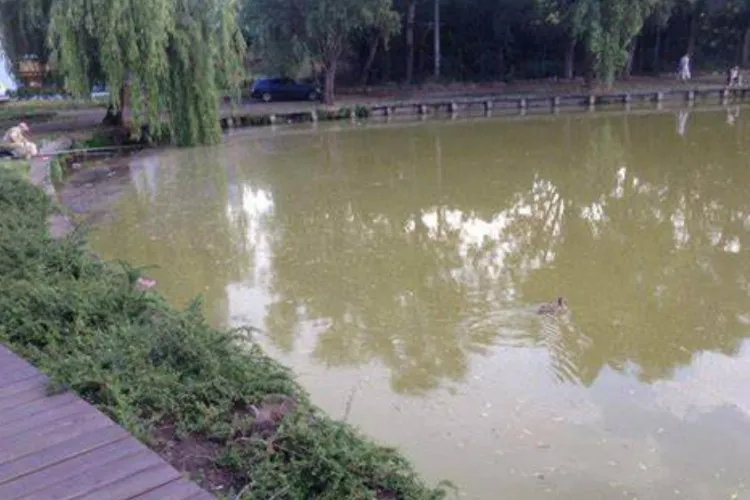 Lacul din Gheorgheni sufocat de mizerie și alge! Clujenii trag un semnal de alarmă: „Curățat urgent să nu pută și să moară din nou peștii”