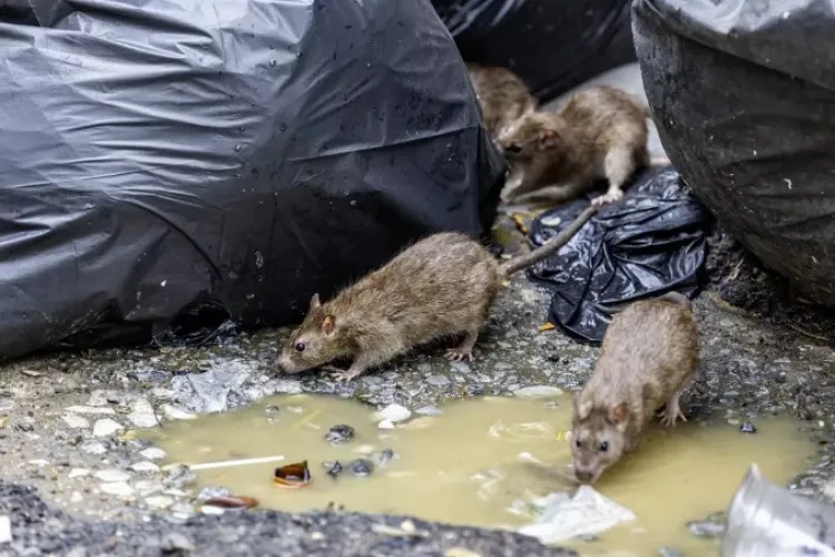 Gunoaie, mizerie și șobolani în Cluj-Napoca! Situație revoltătoare pe o stradă în orașul de cinci stele: „Nu sunt lucruri normale pentru 2025” 