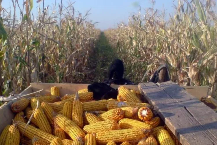 Jaf colosal în Cluj! O bandă de hoți a furat 400 de kg de porumb de pe un câmp! Proprietarul culturii i-a prins în fapt