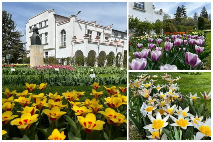 Florile își etalează frumusețea la Grădina Botanică din Cluj. Poate fi vizitată și în perioada Sărbătorilor Pascale! Vezi programul de funcționare FOTO