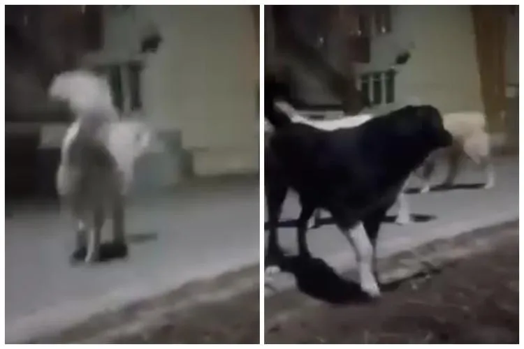 Cluj: Rezolvarea problemei câinilor vagabonzi din Huedin, BLOCATĂ! Un nou eșec rușinos într-o criză care pare să scape de sub control