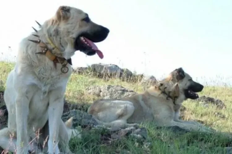 Alertă pe o stradă din Cluj! Câinii lăsați liberi de la o stână bagă spaima în oameni. Copiii nu mai pot merge singuri la școală: „Nu putem circula pe jos”