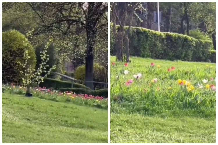 Feerie de primăvară în cartierul clujean Gheorgheni: o filmare de Paște care surprinde frumusețea naturii VIDEO
