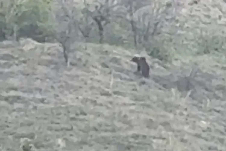 VIDEO Alertă în Cluj: Un URS a fost semnalat într-o localitate din județ. A fost filmat de localnici în apropierea caselor. Fiți precauți!