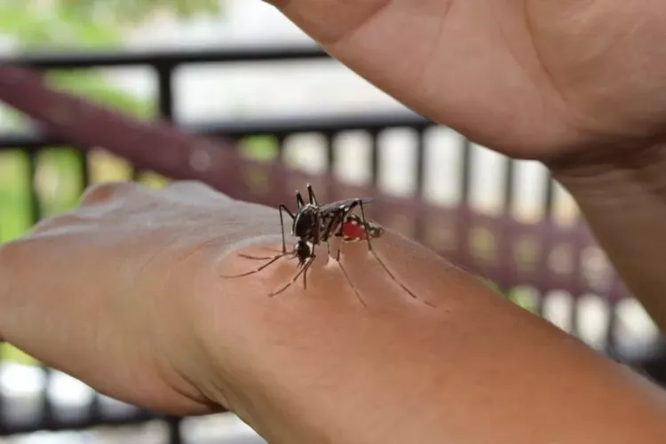 Invazie de țânțari în Cluj! Oamenii trăiesc un coșmar și cer cu disperare o nouă dezinsecție: „Nu putem deschide geamurile”