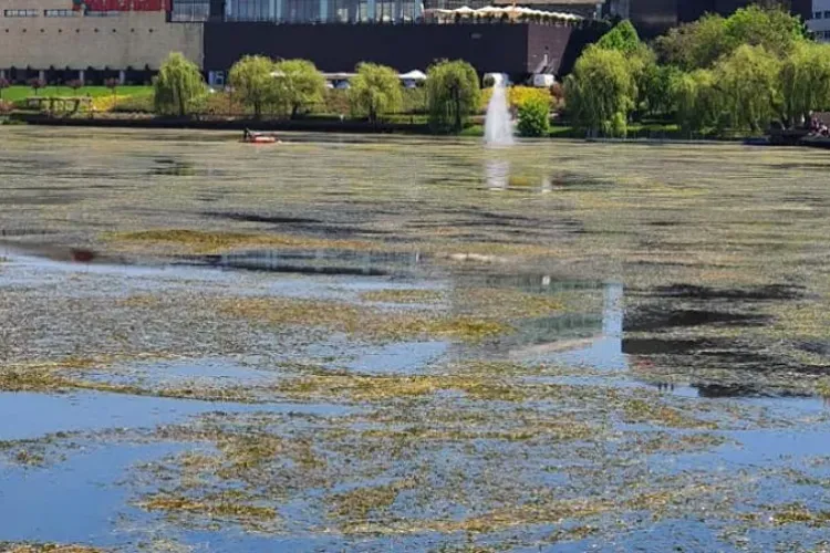 Lacul Gheorgheni de lângă Iulius Mall s-a transformat într-o „groapă” pentru pești: „Mor din cauza plantelor necurățate” 