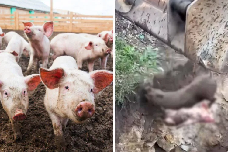 VIDEO. Practici STALINISTE la Cluj? Porci suspecți de pestă porcină, îngropați de vii: „Este o crimă împotriva animalelor, o încălcare flagrantă a legii”