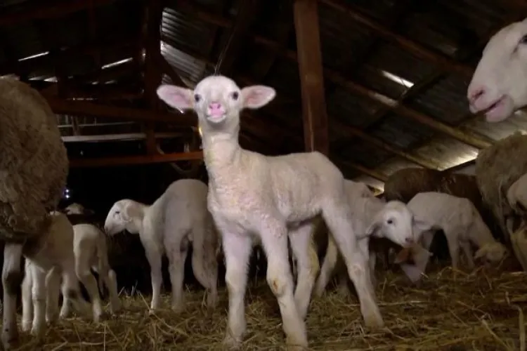 Floreștenii se pregătesc pentru masa de Paște! De unde își pot cumpăra carne de miel cu acte în regulă din Florești