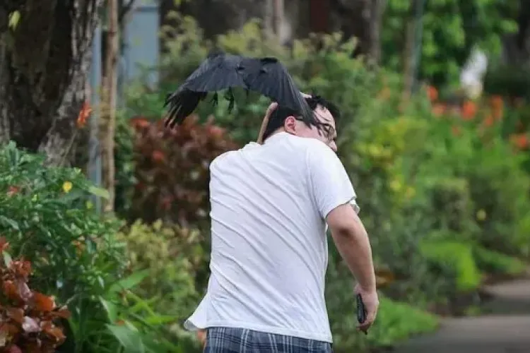 Teroare cu gheare și cioc în Cluj-Napoca! Un clujean nu mai are zile liniștite din cauza unui corb: „Mă urmărește în mod agresiv” 