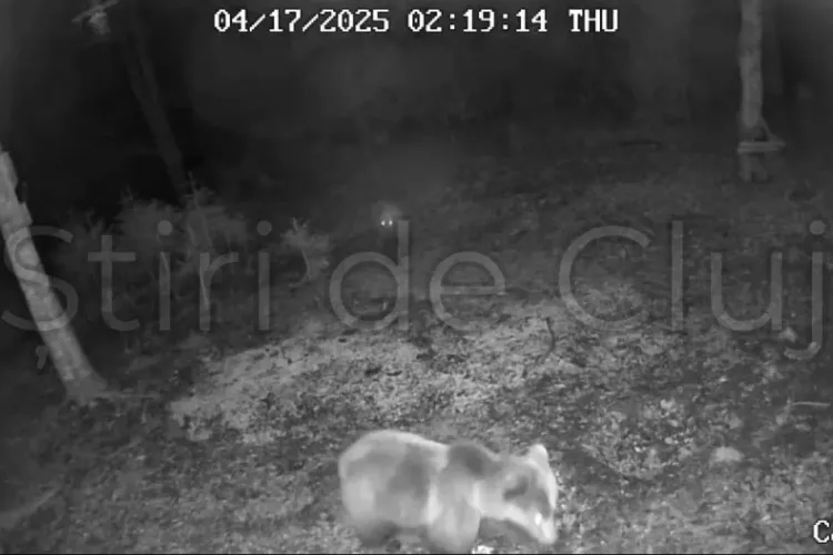 Doi urși adorabili, surprinși în pădurile Clujului! Au ieșit din bârlog și fac spectacol în fața camerelor. Scena pare desprinsă dintr-un film Disney