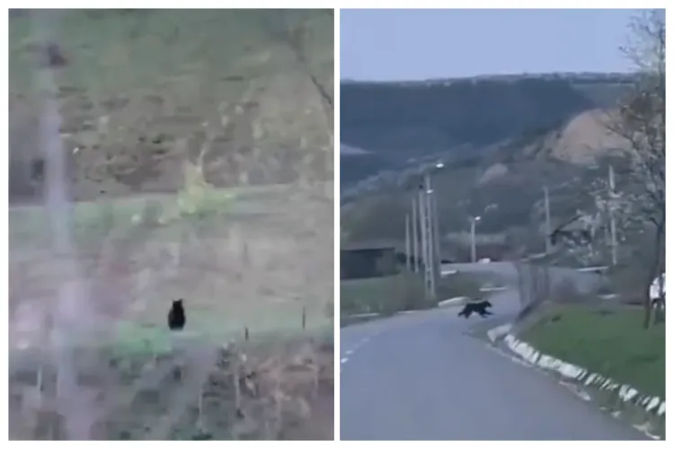 VIDEO Alertă de urs! Încă un urs a fost filmat de localnicii dintr-o comună din Cluj, în timp de traversa drumul: „Ne-am trezit cu el în fața mașinii”