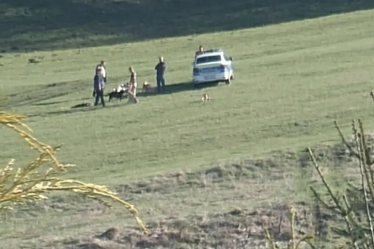 Soluție de Evul Mediu propusă de un consilier local din Florești, pentru a scăpa de câinii hoinari. Vrea ca animalele să fie împușcate