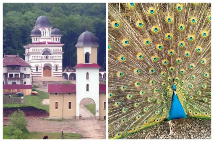 Recomandare de Paște pentru clujeni: La Mănăstirea Tăuți, în Florești, te așteaptă un păun care își deschide coada într-un spectacol uimitor 