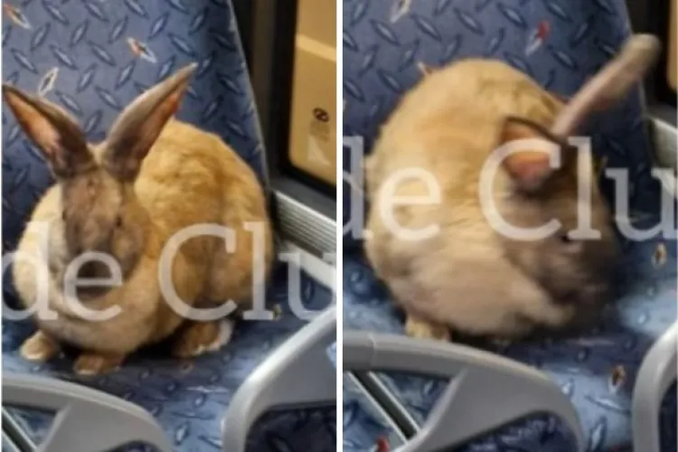 Iepurașul vine mai repede de Paște… cu autobuzul, la Cluj-Napoca! Și-a „cumpărat” bilet de călătorie și se pregătește să ajungă la toți clujenii